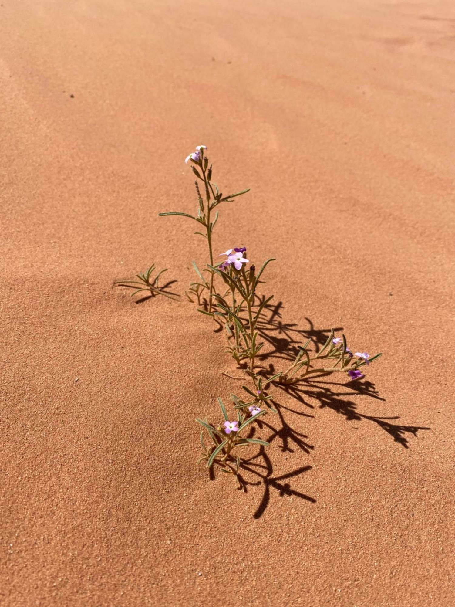 Desert'S Soul Wadi Rum Ad Disah Buitenkant foto