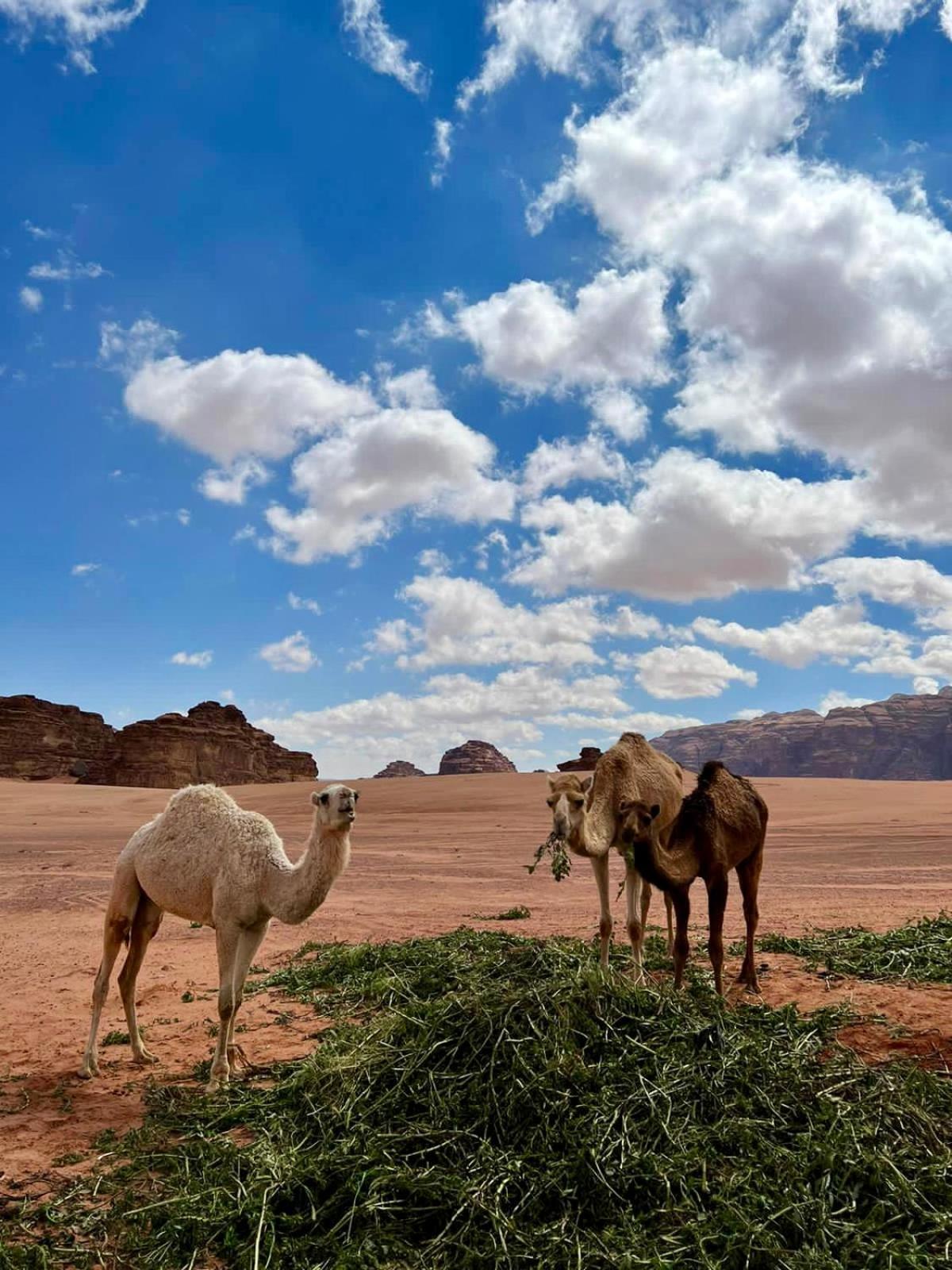 Desert'S Soul Wadi Rum Ad Disah Buitenkant foto